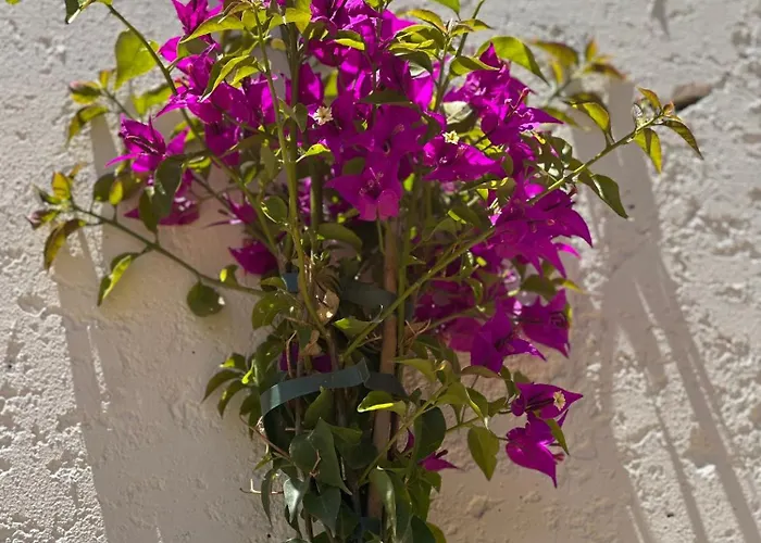 فندق مبيت وإفطار So Magoito